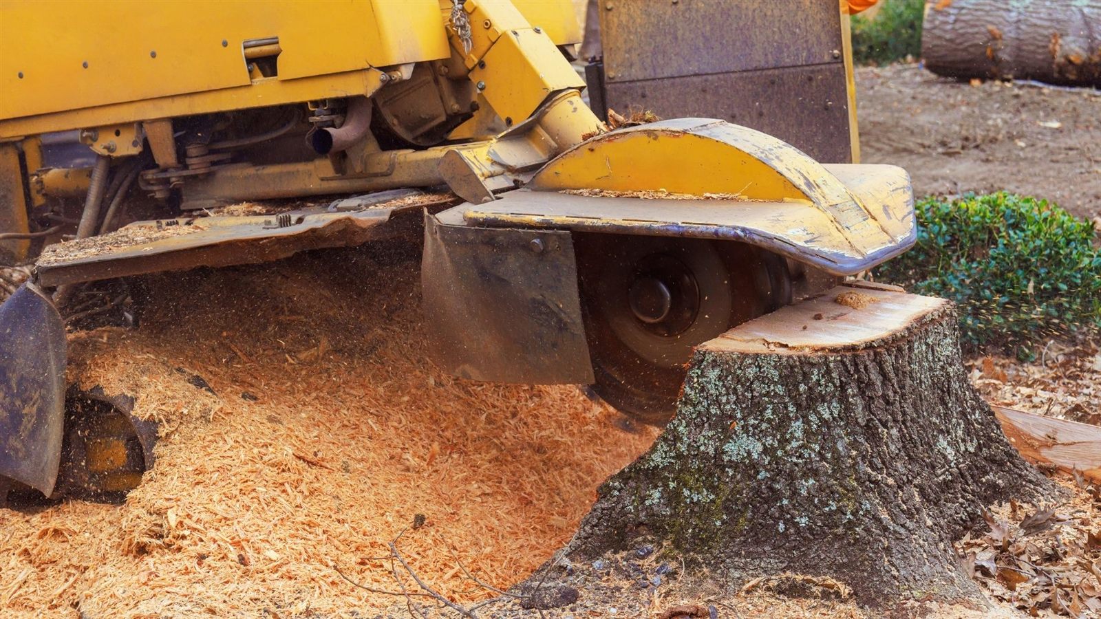 Stump Removal